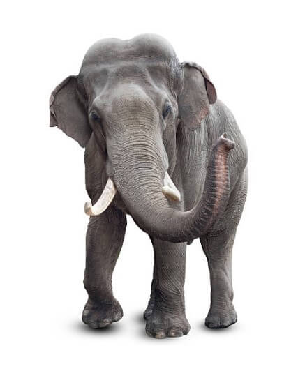 아기코끼리꿈 코끼리등에타는꿈