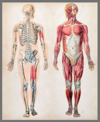근육 골격계, 우리 몸을 움직이는 원동력