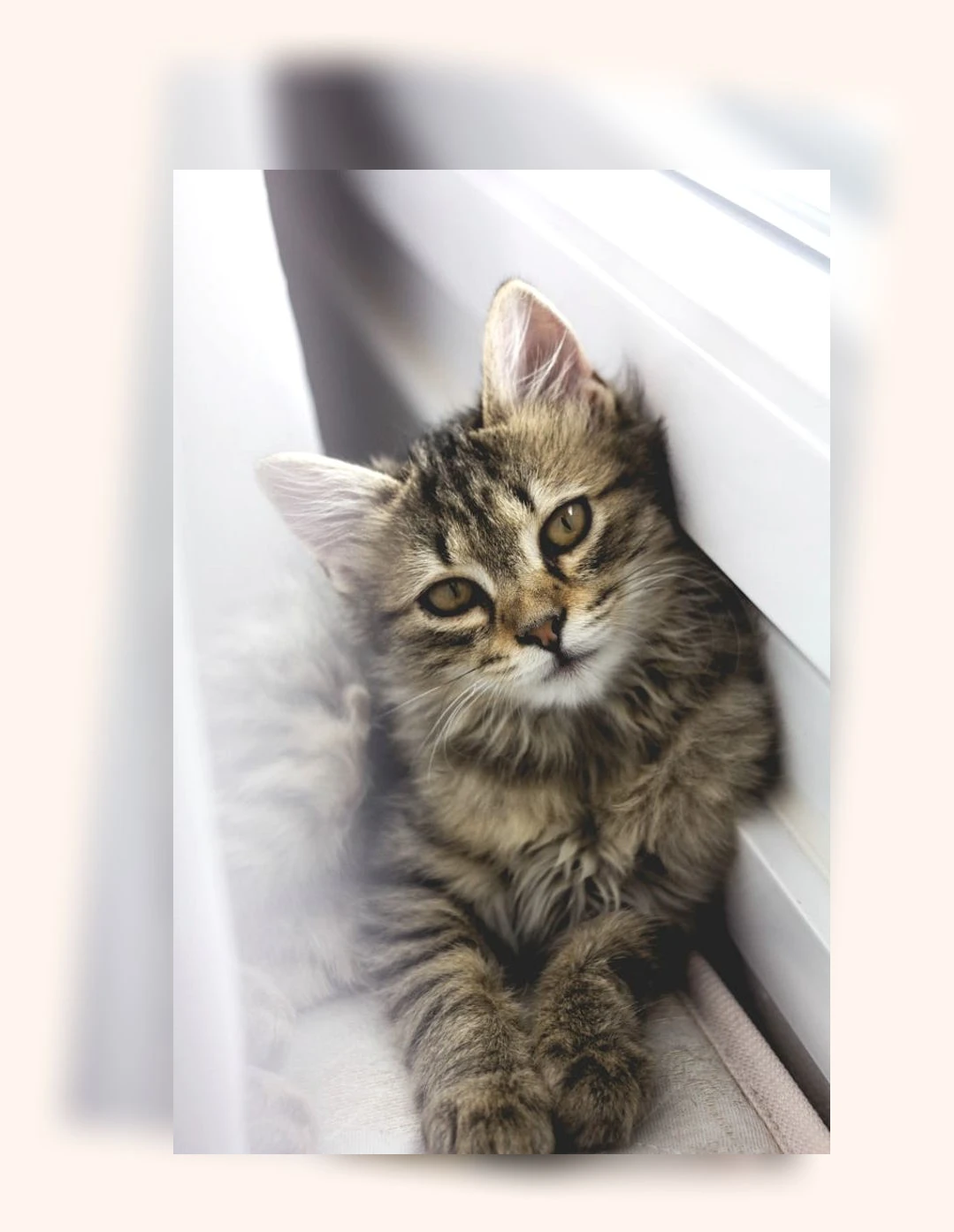 고양이 발톱 관리_3_subsection