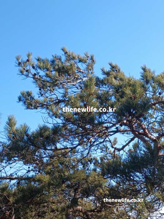 솔잎 효능 성질