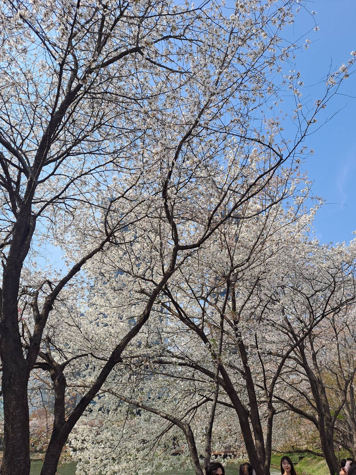 벚꽃이 활짝