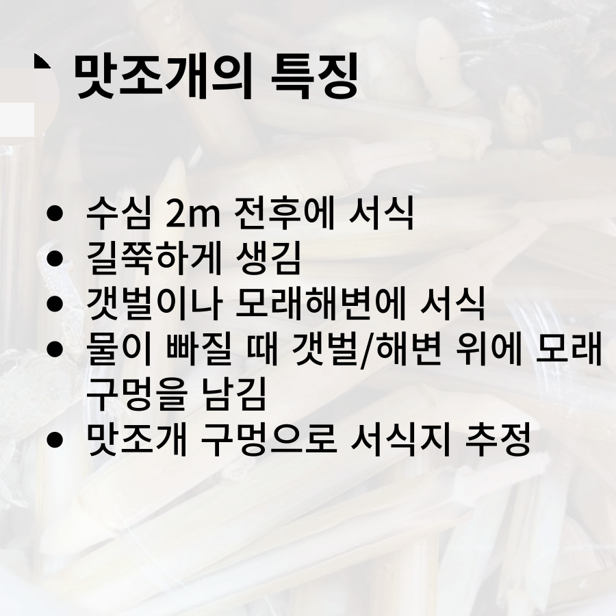 맛조개의 특징