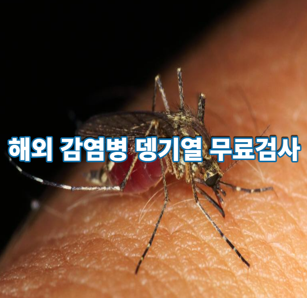 뎅기열 무료검사