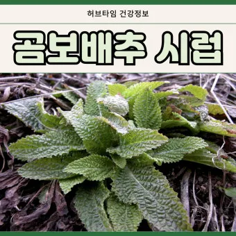 곰보배추시럽 효능 섭취요령 부작용_9