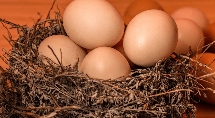 새집에 담겨 있는 달걀들