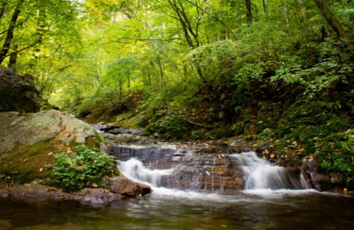 국립자연휴양림 예약