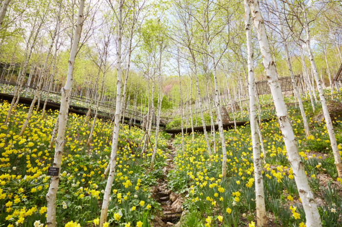 화담숲 모노레일 예약 방법 수선화 반딧불 수국 단풍 축제