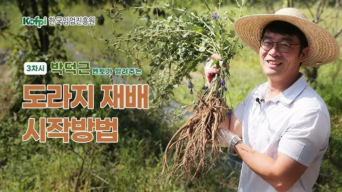 도라지 재배 종자 처리 배수 관리 굵게 키우기_2