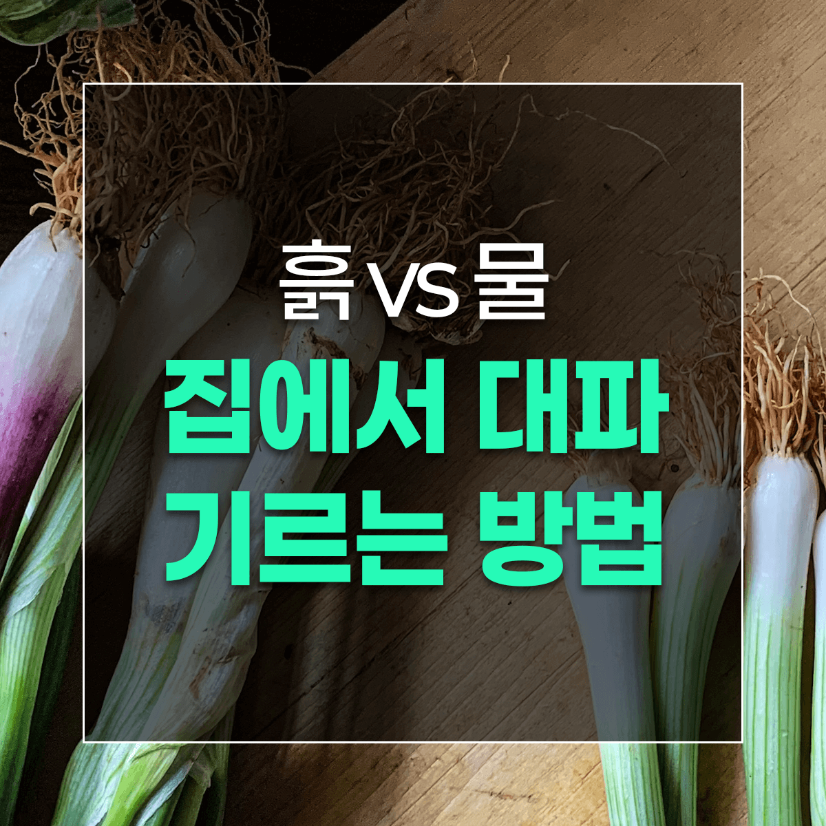 흙 vs 물 집에서 대파 기르는 방법