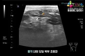 강아지 복막염 원인과 치료 방법_2