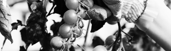 방울토마토 수확하기