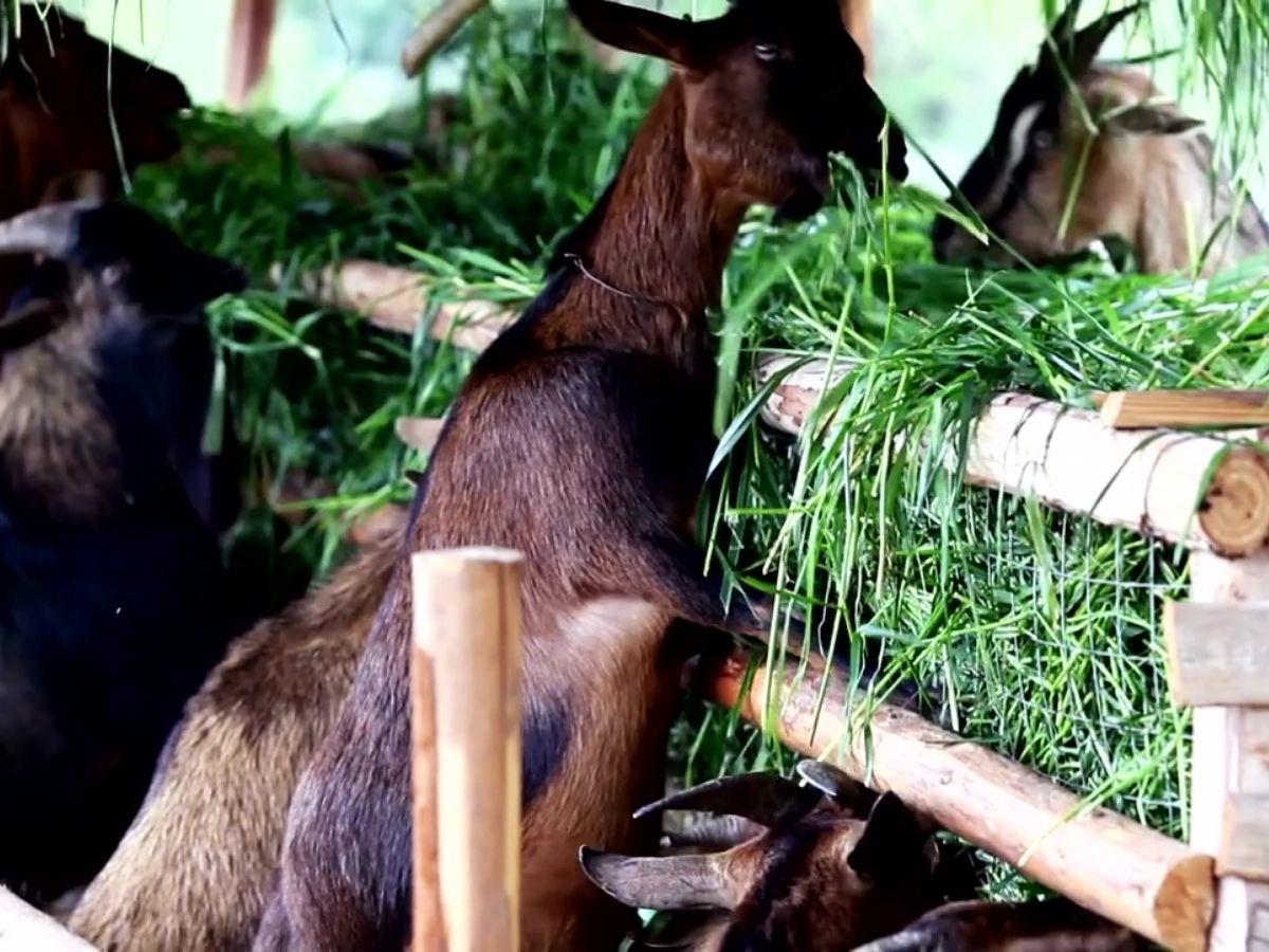 흑염소 진액 고르는방법