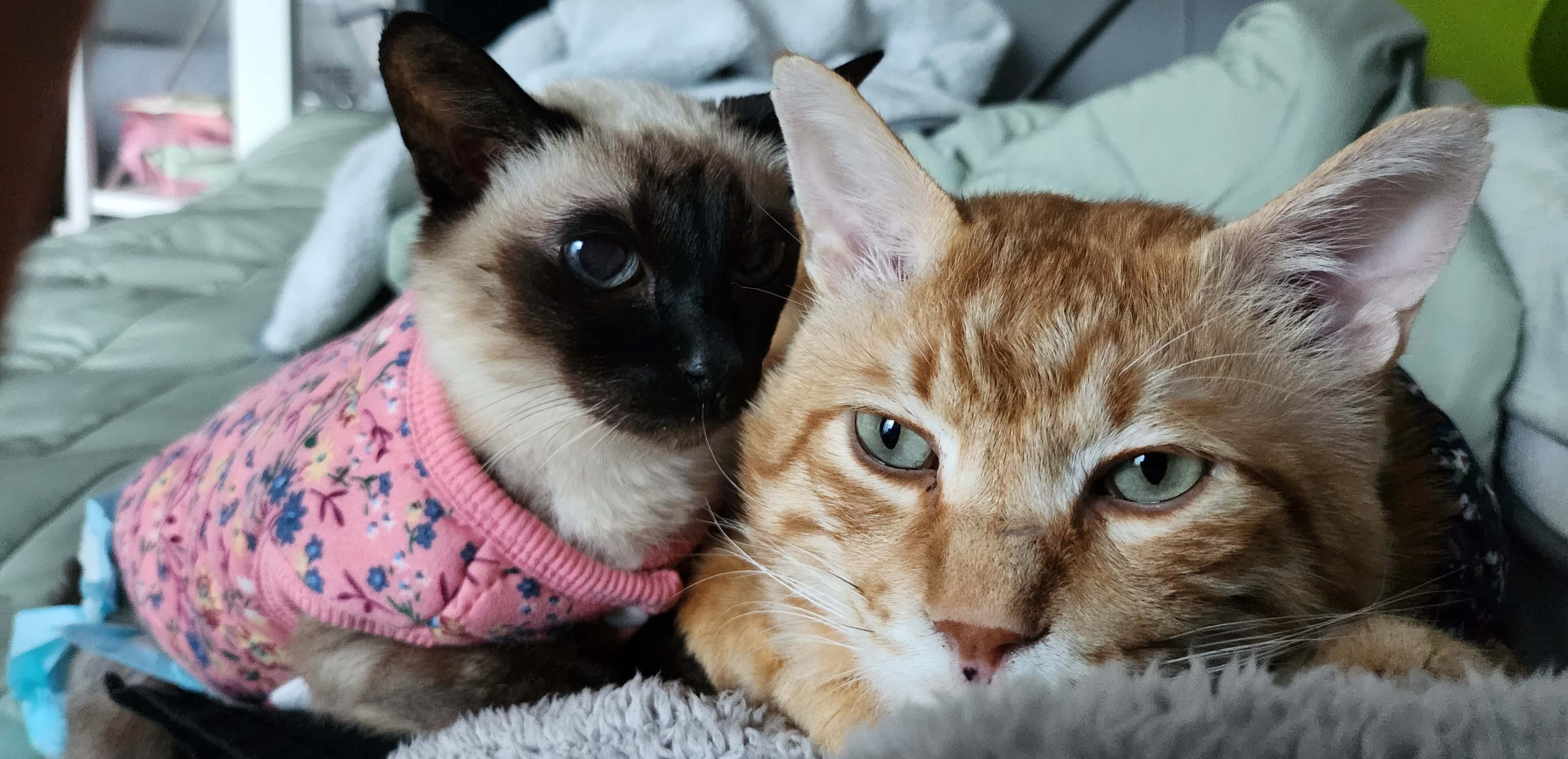 고양이 전염성 복막염(FIP) 다묘 가정에서의 관리와 예방