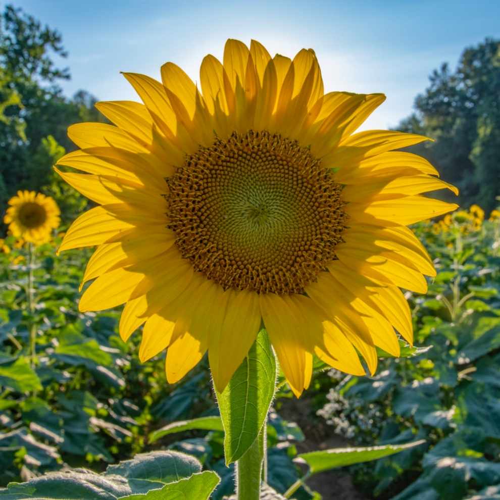 파주 해바라기 축제