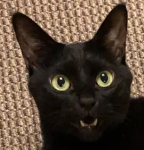 고양이 급성 신부전