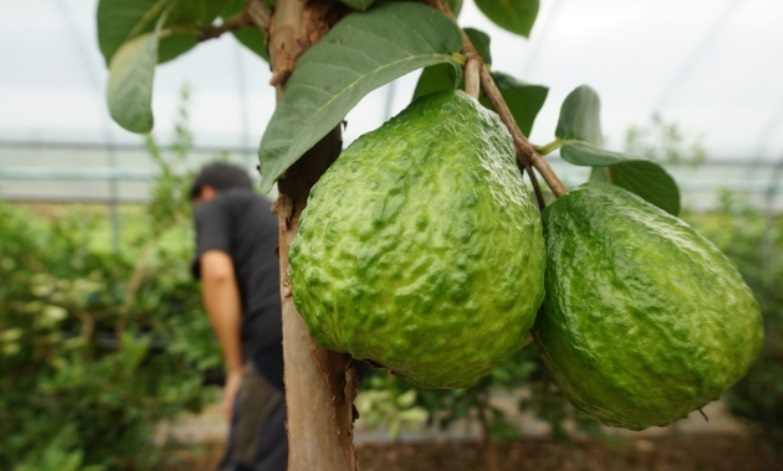 동네한바퀴-하동-열대과일-농장-박철경-주문