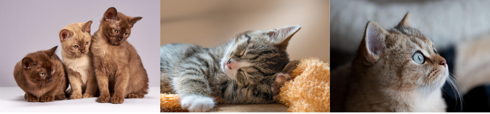 🐾 고양이 중성화 수술 후 관리 루틴과 회복 도와주는 꿀팁