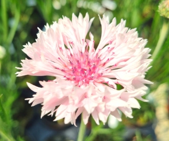 가을에 피는 꽃 수레국화