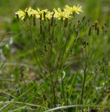 씀바귀 효능과 부작용 먹는법 고르는법