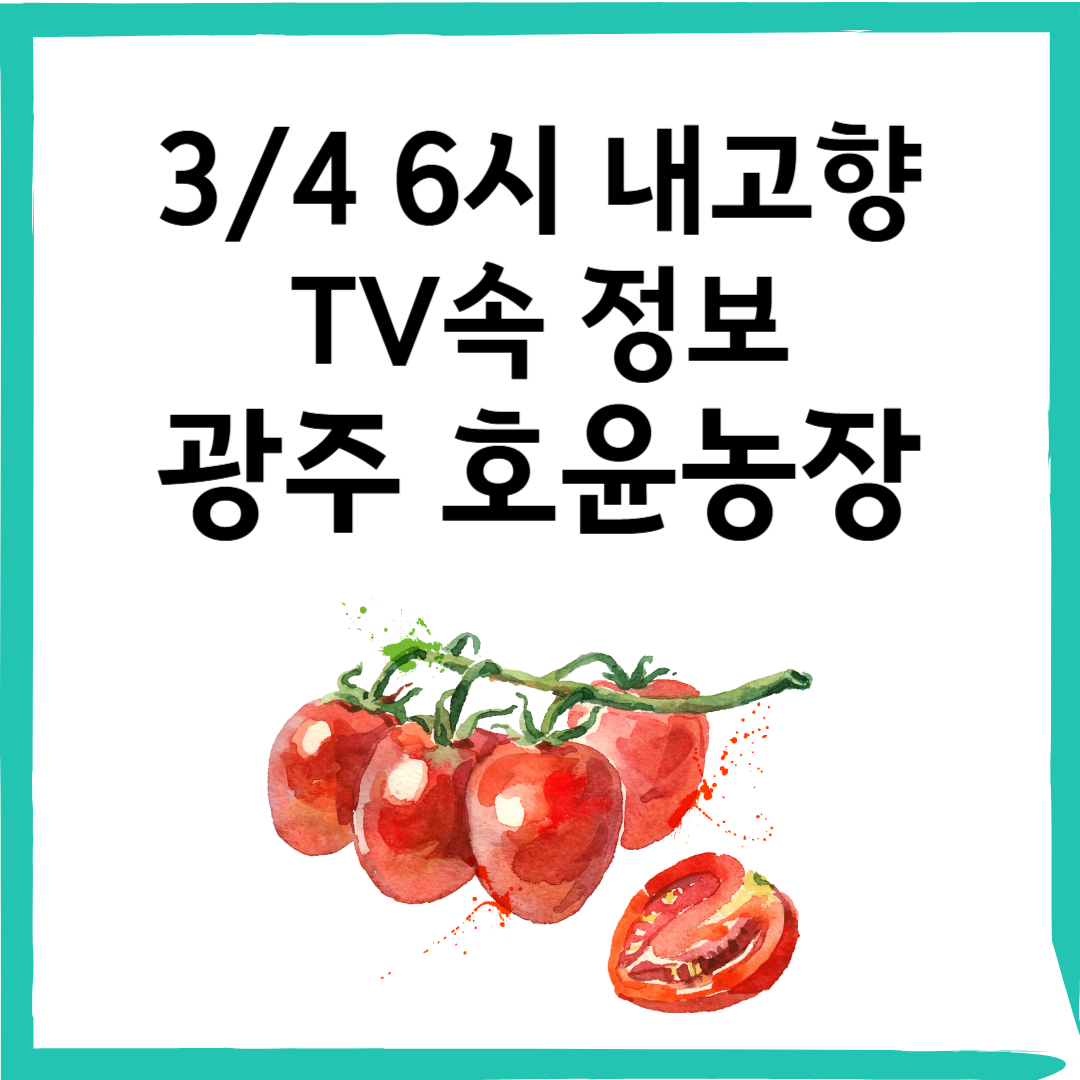 3/4 6시 내고향 토마토 농장 광주 '호윤농장'