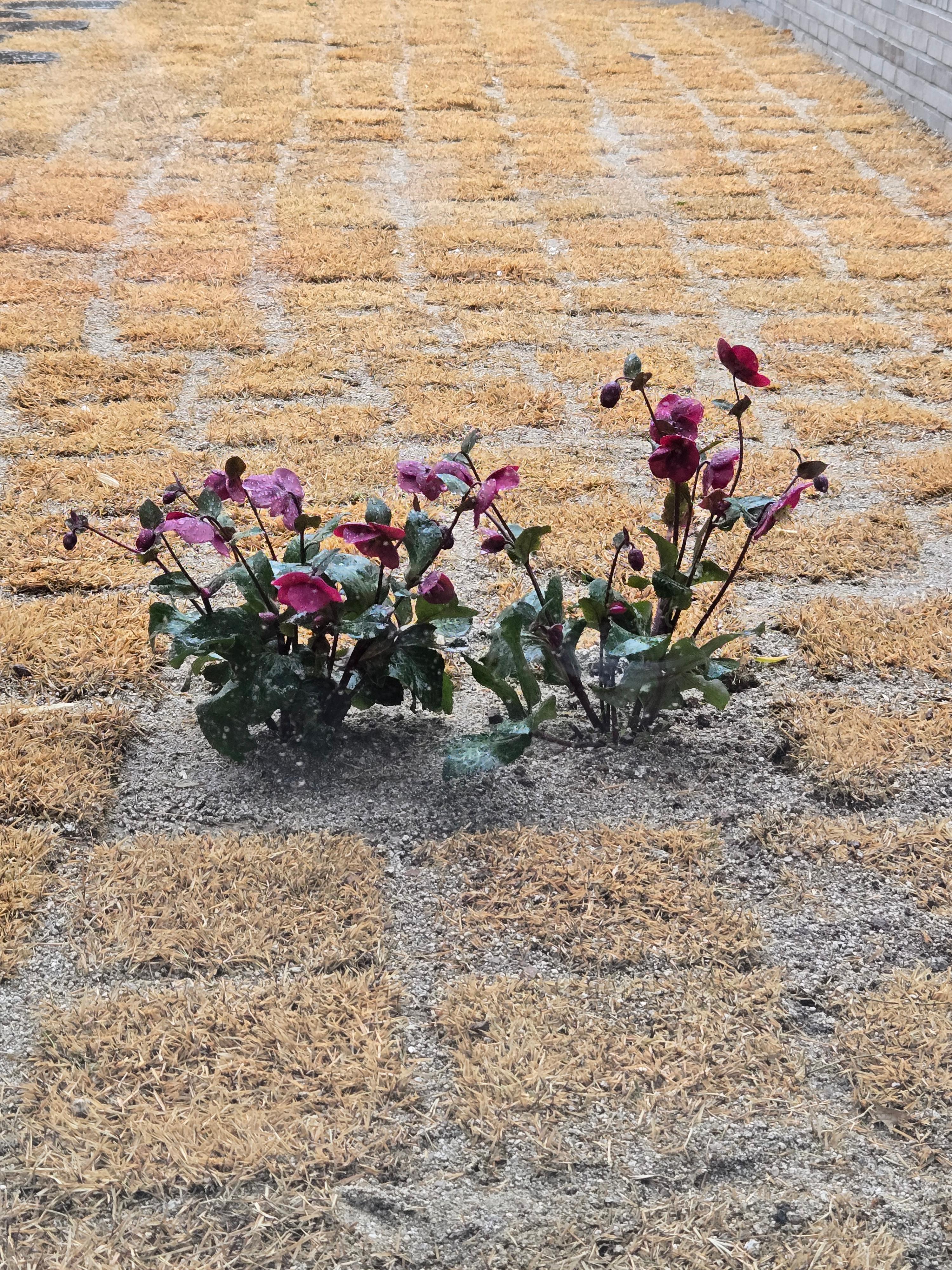 핸즈커피다사점