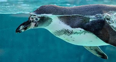 세계 펭귄의 날