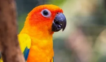 앵무새 분양 가격 키우기 분양 수명 먹이 성격 종류_12