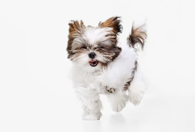 시츄/출처:어도비스톡