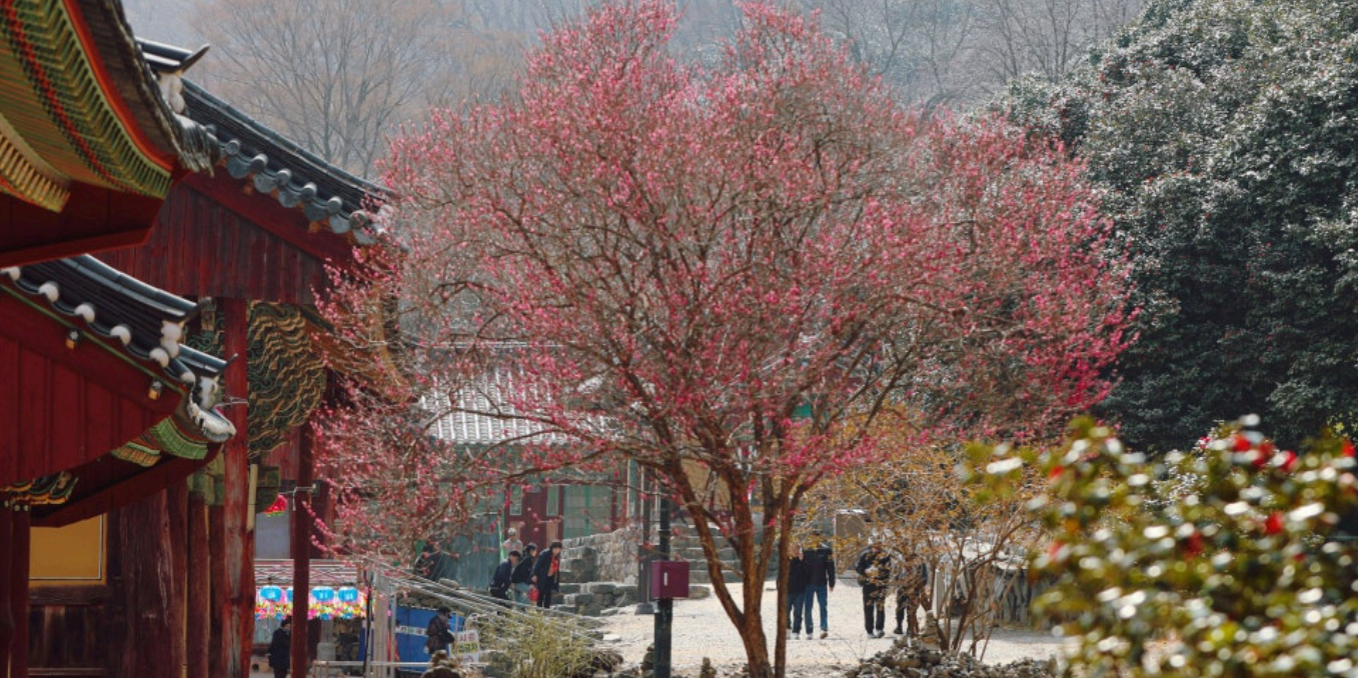 [4월 축제]사계절의 모습이 다 아름다운 고창 선운사❘동백꽃, 홍매화 사진 이벤트