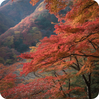 지리산 피아골 단풍축제 단풍절정시기 이미지
