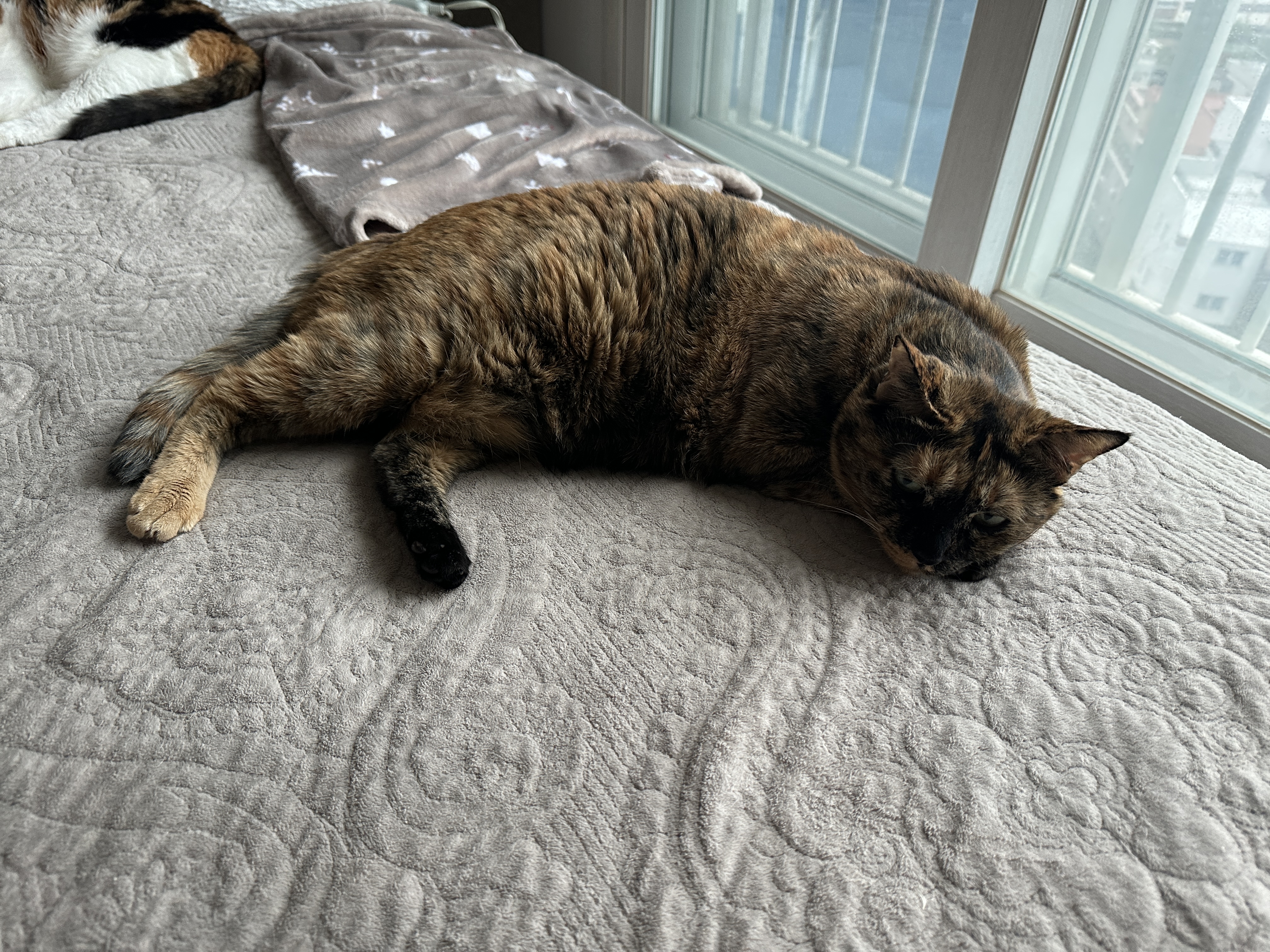 비오는 날 우리집 아홉냥이들은..(feat. 아홉냥이들 자는 모습)