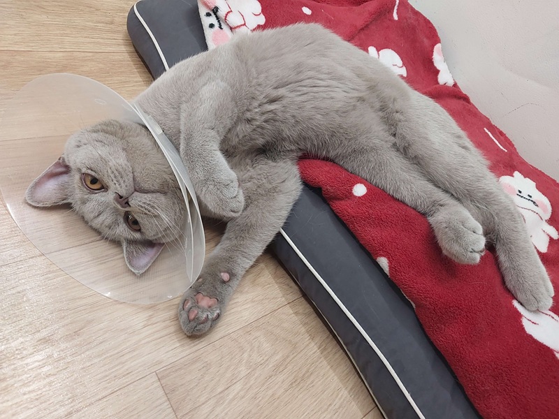 병원에 다녀와서 기운이 없는 누니, 큰 병 생기기 전에 보험은 필수입니다.