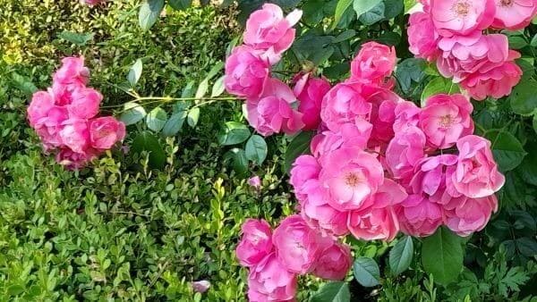 장미-꽃-피는시기-개화시기-꽃말-생태적-특성