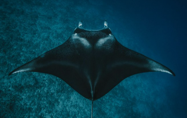 만타 레이(Manta Ray)