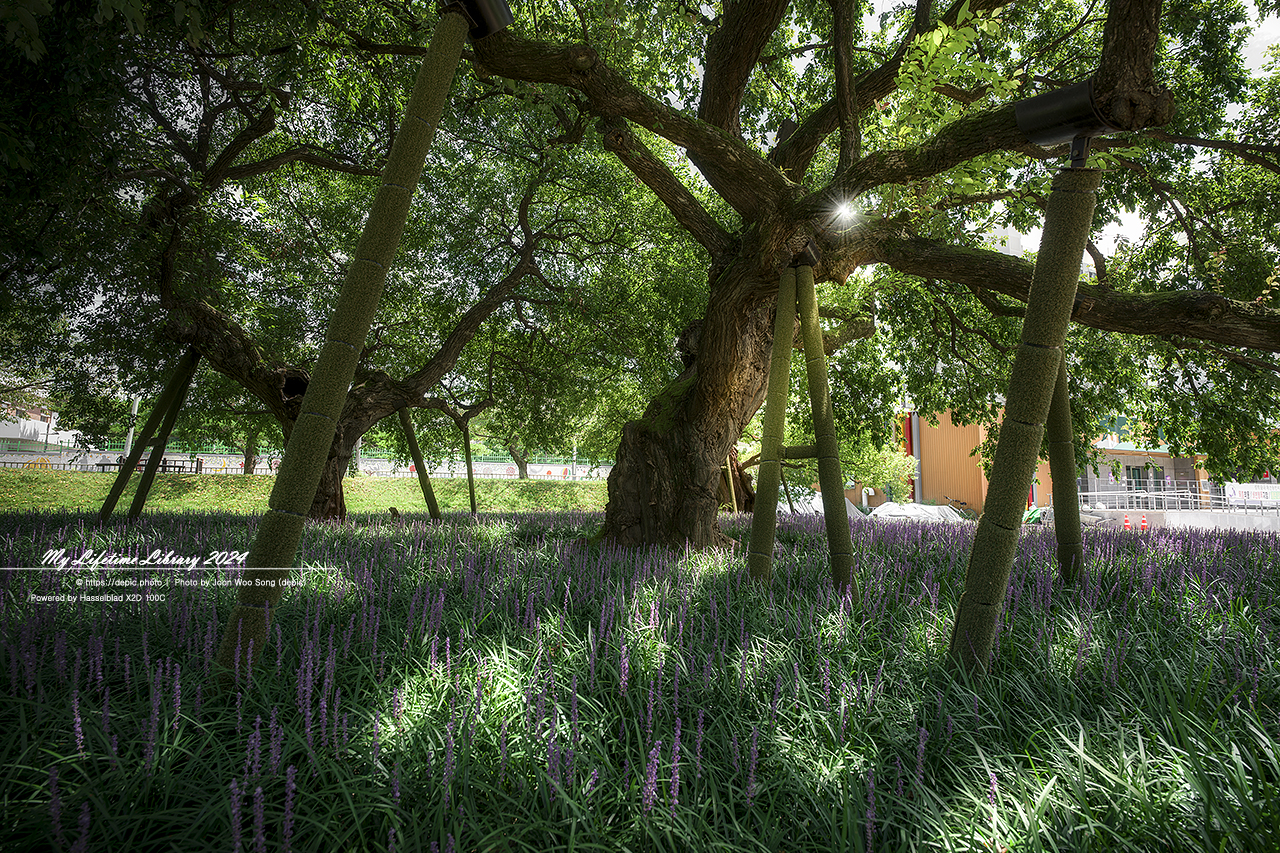성주 성밖숲 맥문동 여름 나무