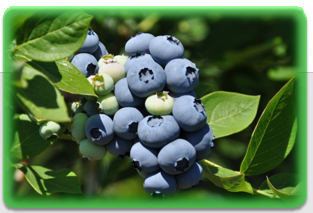 스트레스 해소에 좋은 음식 베리류