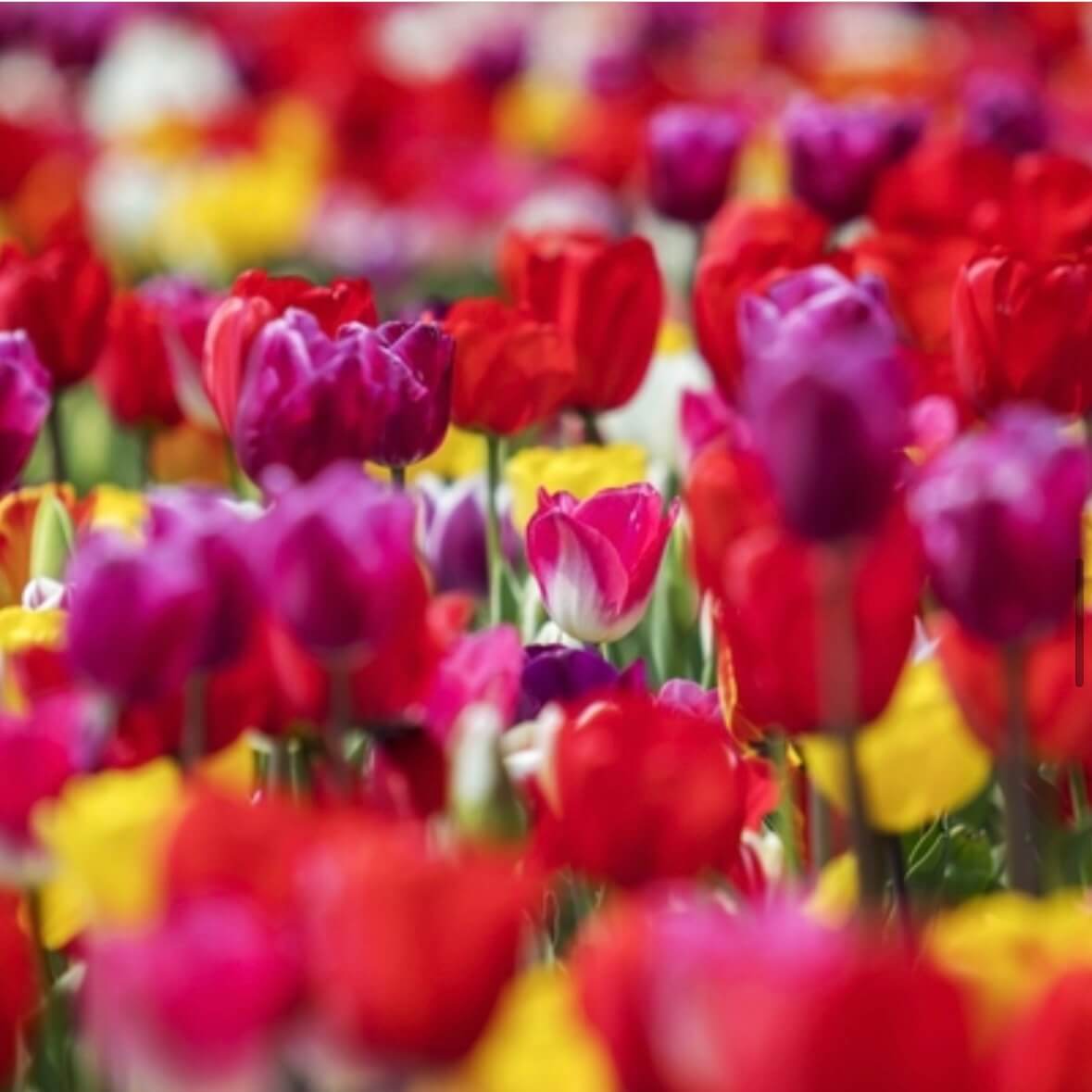 임자도 튤립축제기간