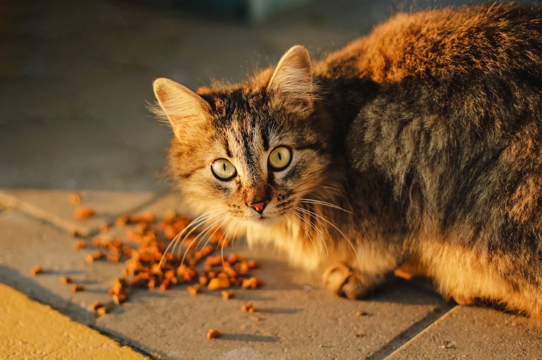 Cat food