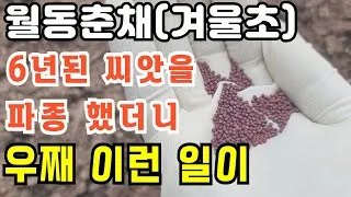 겨울초 파종시기 심는 시기 나물 요리법 농업 재배_9