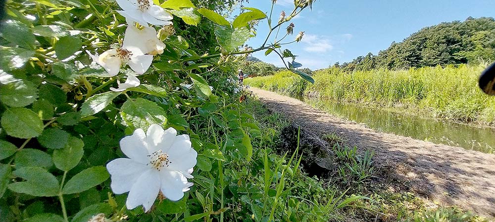 하논오름 찔레꽃