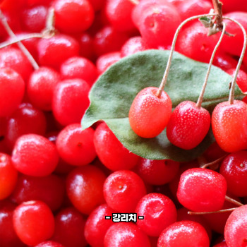 보리수 효능