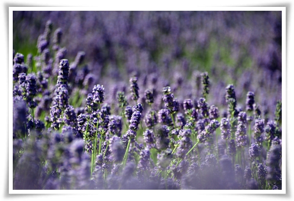 "라벤더" 향긋한 보랏빛 유혹, 자연이 선물하는 힐링과 영감의 향기!