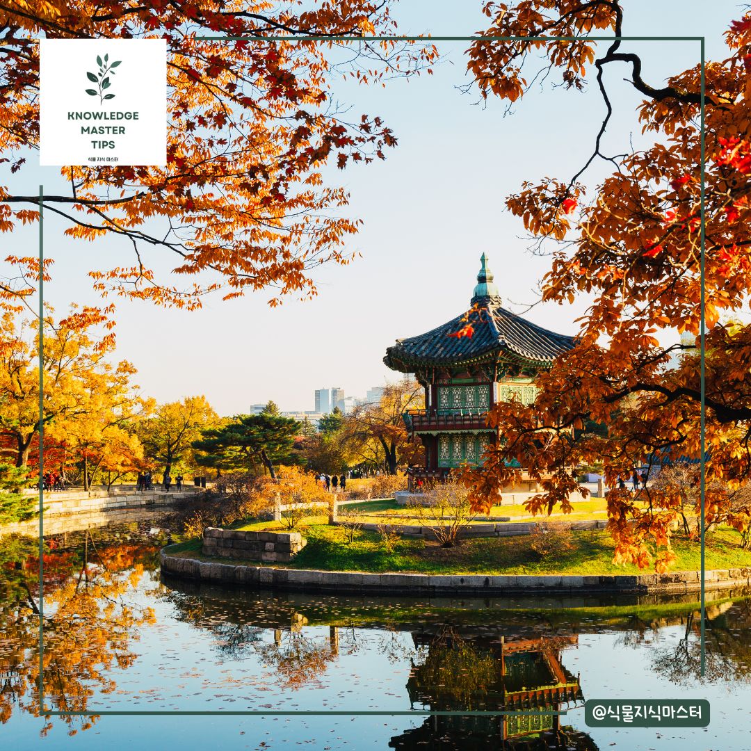 서울 단풍 명소 - 경복궁 향원정