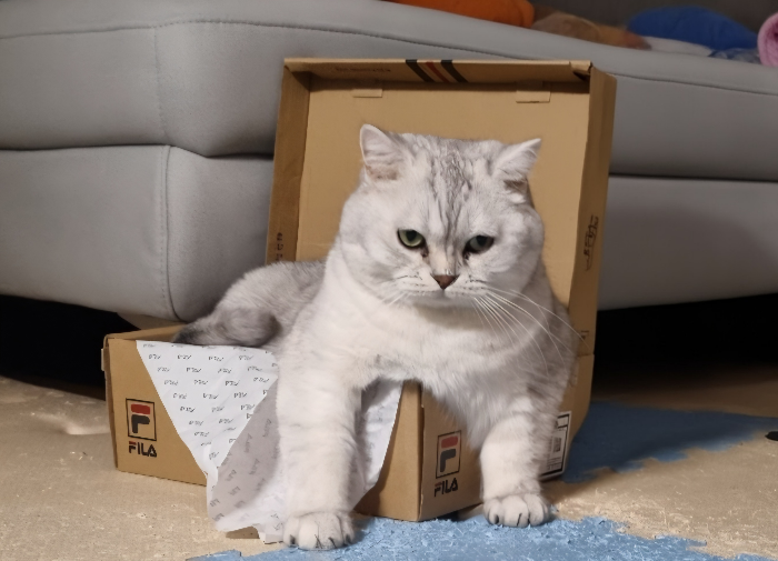 반려동물 보험이 필요한 상황과 필요하지 않은 상황