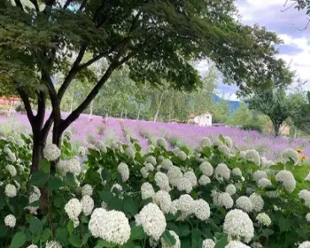 고성 라벤더 축제_16