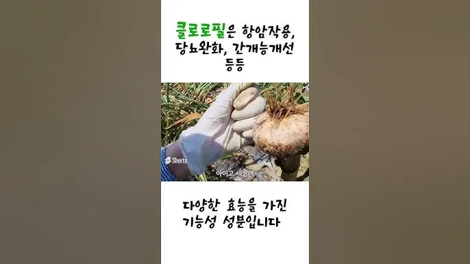 홍산마늘 효능 수확시기 재배법 주아 정리 정보_3