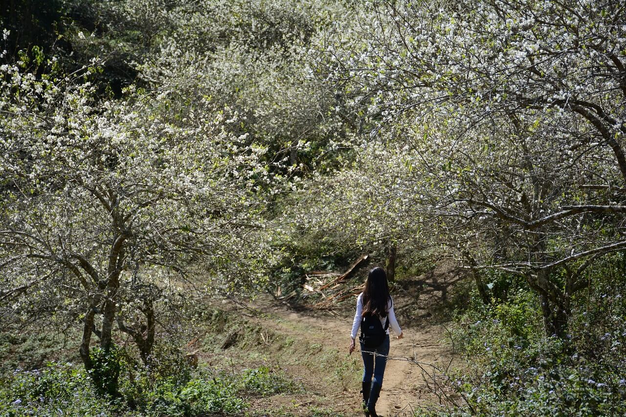 2025년 매화 축제 정보&amp;#44; 개화시기(기상청)