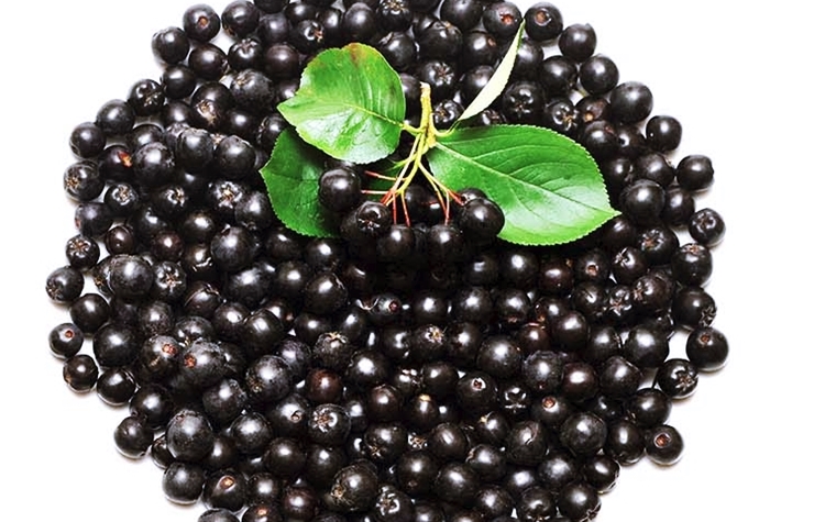 아로니아 효능