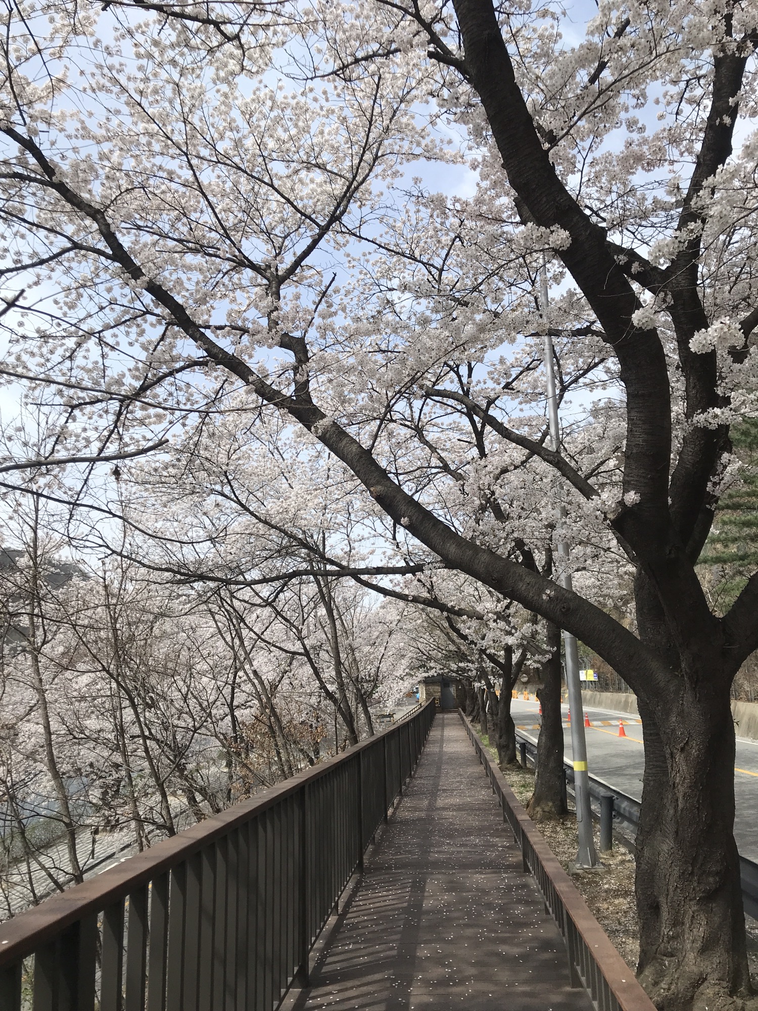 4월에 가볼만한 벚꽃명소 충주땜 벚꽃길