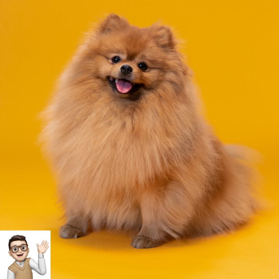 포메라니안
